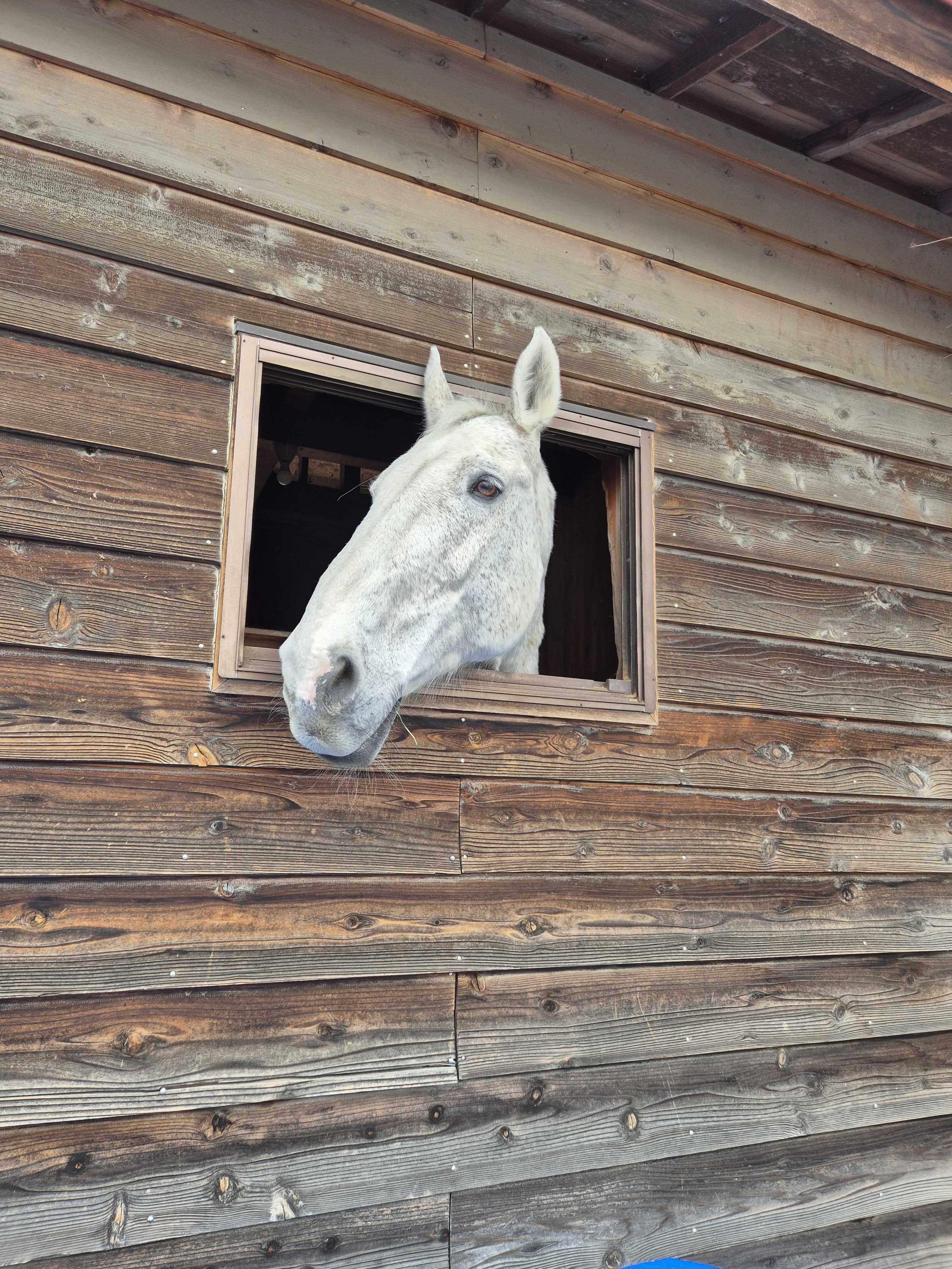 Horse in stable