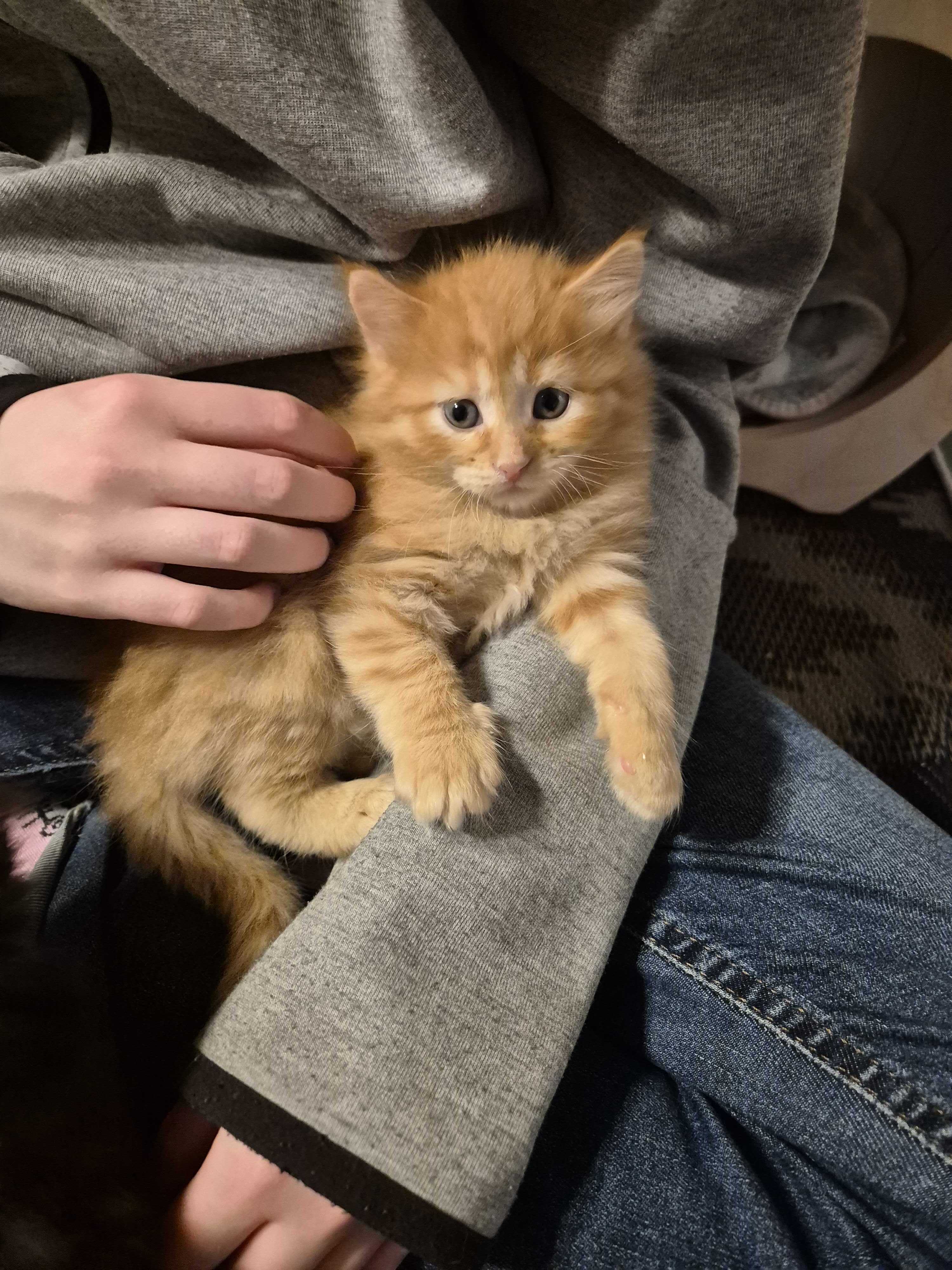 Aston Suzuki Siberian Kitten