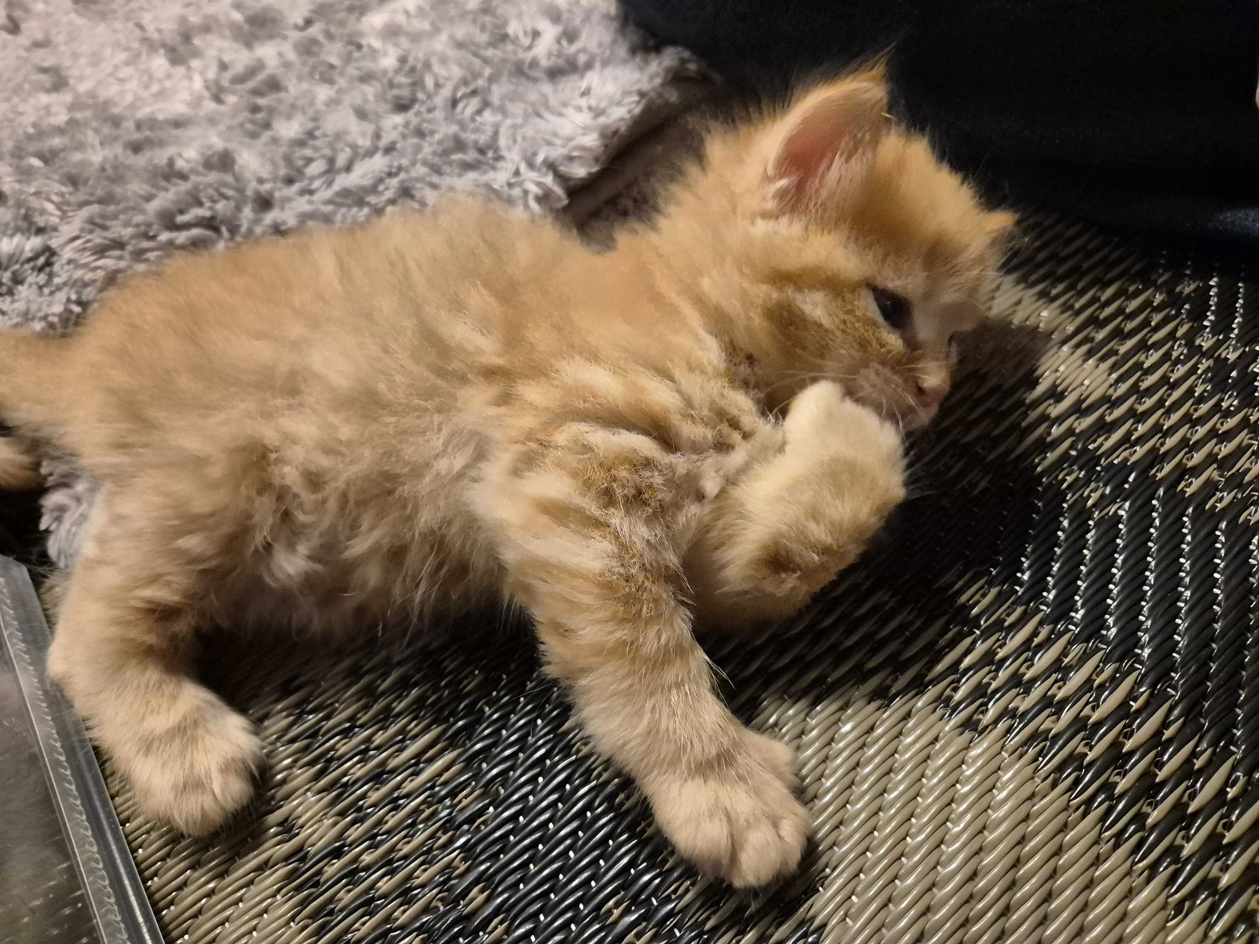 Mizuki Ragdoll Kitten